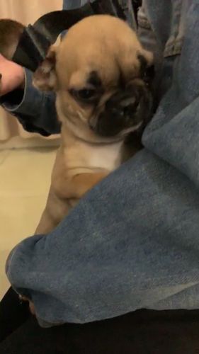 刚买的法斗犬两个半月大,耳朵绑着胶带有什么用,拆掉还是不拆掉呢