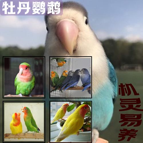 绿桃黄桃牡丹鹦鹉