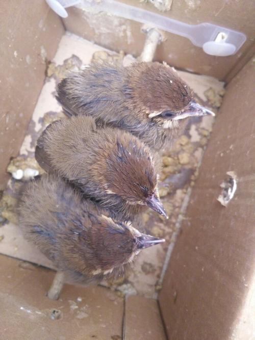 此鸟何解?是不是画眉?看起来像画眉,但是嘴巴是黑的