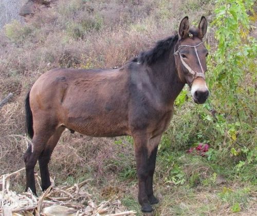马和驴合体后的结果--骡子(图片来自网络)