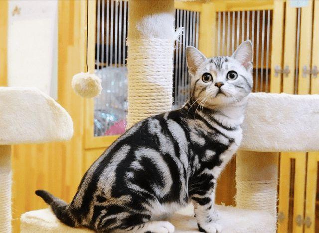 英短猫和美短猫为什么英短更受欢迎原来有这几个原因