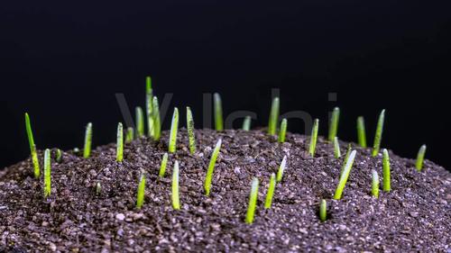 韭菜发芽生长延时摄影