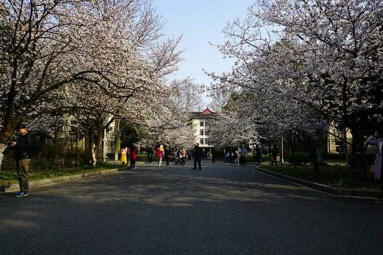 南京林业大学校园樱花
