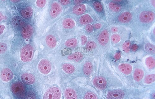 显微镜下的细胞