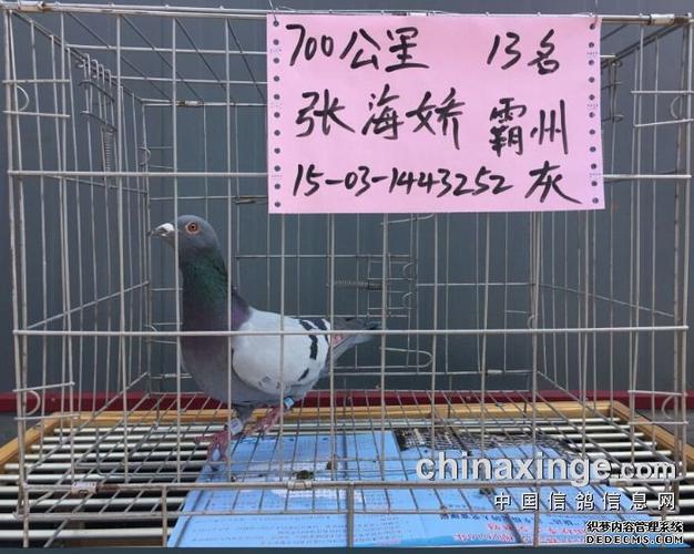 信达信鸽寄养棚700公里加强赛当日归成绩鸽靓照(共34羽)