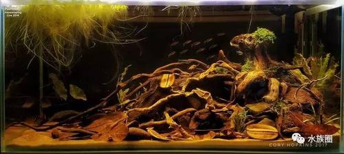 南美亚马逊风格原生造景缸!