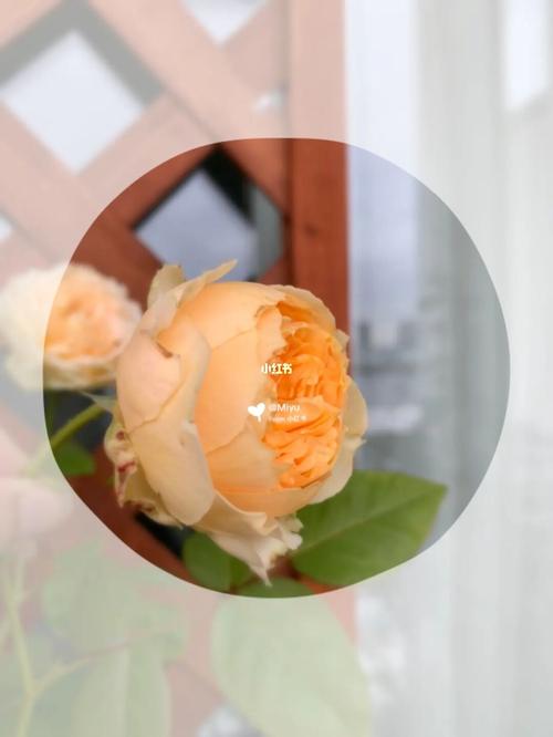 香草卡特琳娜欣赏～阳台月季_月季_香草_阳台_秘密花园_夏天去哪玩