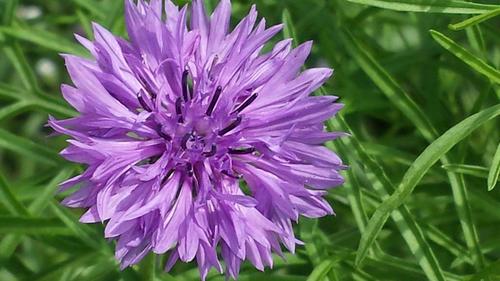cornflower,purple,flower,blossom,bloom,nature,plant