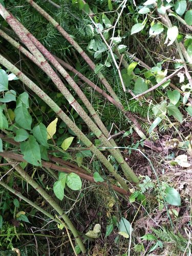 纯野生虎杖片,四川,夹江县