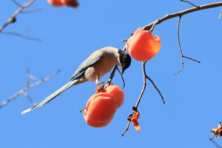 景山公园小鸟,柿子
