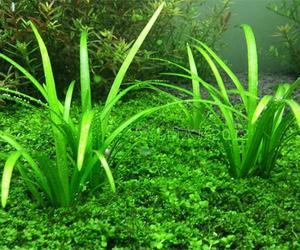 大水兰水草
