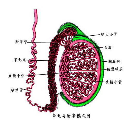 精索静脉曲张不治疗有什么危害
