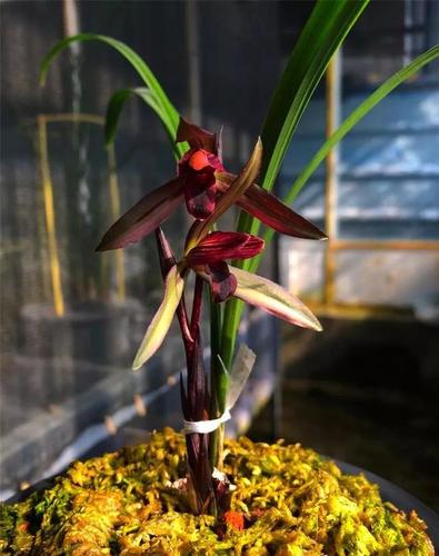 腾冲下山的一颗春兰翻版红花,后来成为红素之王|兰花