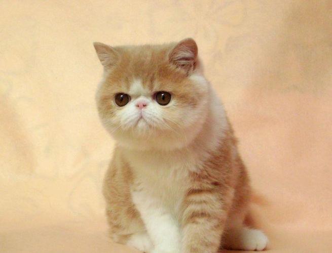 世界上最可爱的猫排名,想拥有一只可爱的猫咪,走进猫咪的世界吧