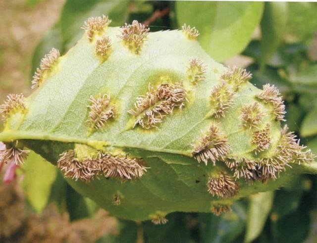 梨锈病的症状及防治措施