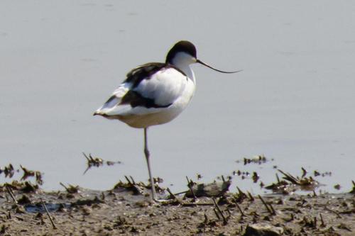 鸟儿的迁徙季以来,这个秋天的第一次南汇观鸟之行