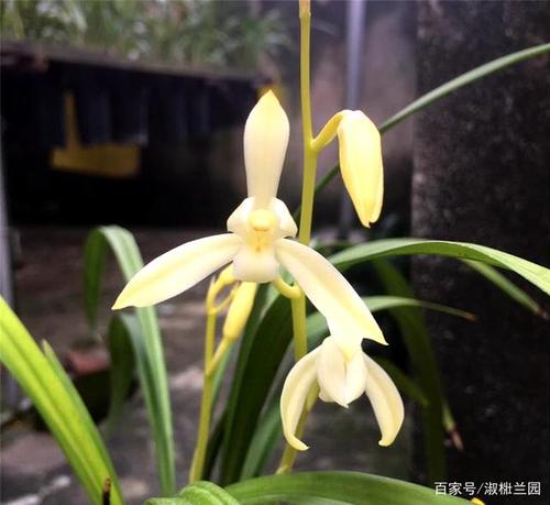兰花娱乐欣赏,建兰黄色素花田黄玉也称牙黄素,因黄芽黄素花得名