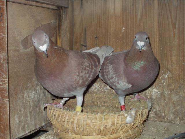 红绛鸽的配对主要是采用哪一些方式?|鸽子|羽色|雨点
