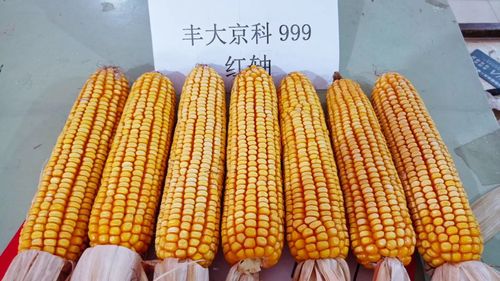 最新国审玉米新品种 丰大京科999