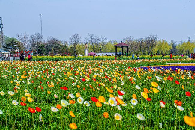 首农·紫谷伊甸园开园!百亩花毯再现北京城里的莫奈花园