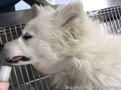 犬颈部粘液囊肿