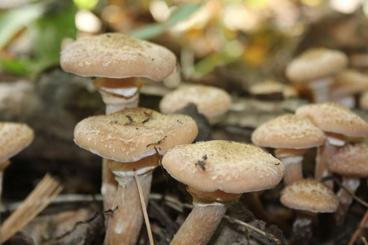 热卖长白山野生榛蘑东北蘑菇芽小鸡炖蘑菇特产250g促销臻蘑丁