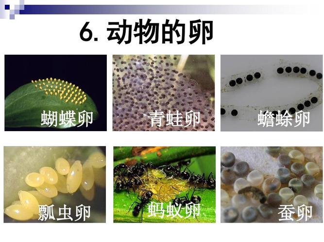 二,6教科版四下2-6动物的卵ppt