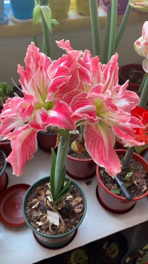 朱顶红:漂亮女神(美丽仙女)_朱顶红_家居家装_家居装饰