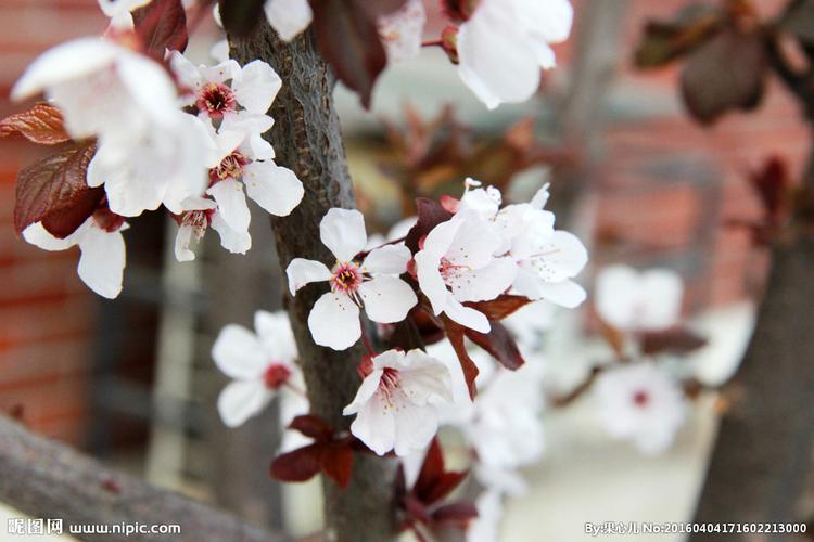 紫叶李摄影图__花草_生物世界_摄影图库_昵图网nipic.