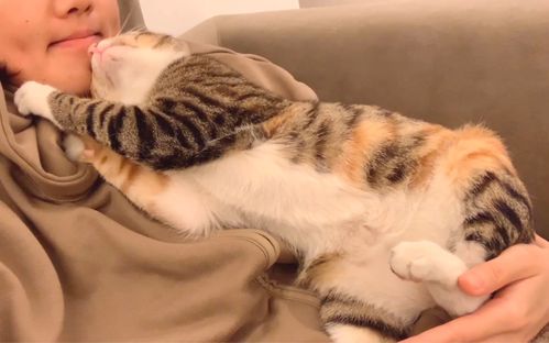 活动作品当你拥有一只超超超粘人的小猫咪