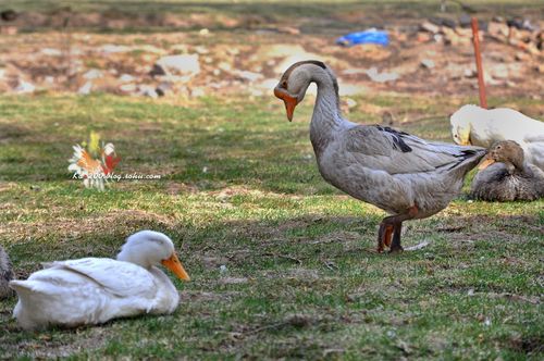 已经杀好的鸭子和鹅怎么区别
