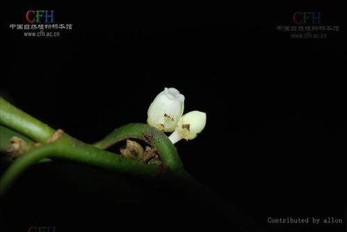 双子叶植物纲