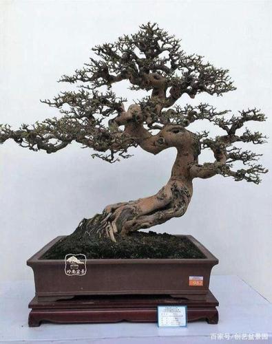 中国盆景流派—川派盆景