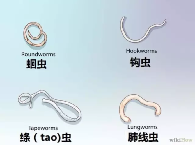 (肺线虫相对不多见,不详解,持续干咳的幼猫要小心这种虫)