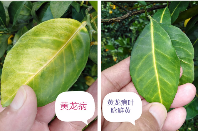 柑橘黄龙病的田间准确诊断
