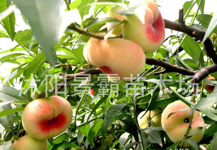 批发苗,新品种果树苗,蟠桃苗,批发蟠桃苗,批发蟠桃苗 新品种果树商品