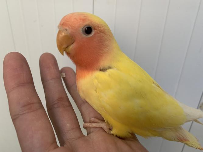 合法面类桃脸牡丹鹦鹉幼鸟手养亲人雏鸟牡丹雏鸟绿桃紫罗兰