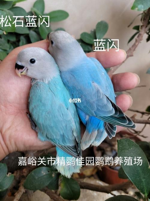 松石蓝闪,蓝闪_松石_鹦鹉_牡丹_手养牡丹鹦鹉_宠物_宠物其他