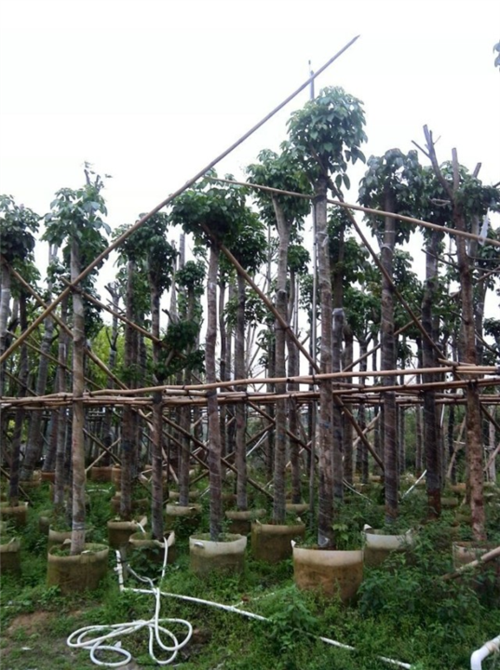 普宁花木场-粤东万兴苗木园林