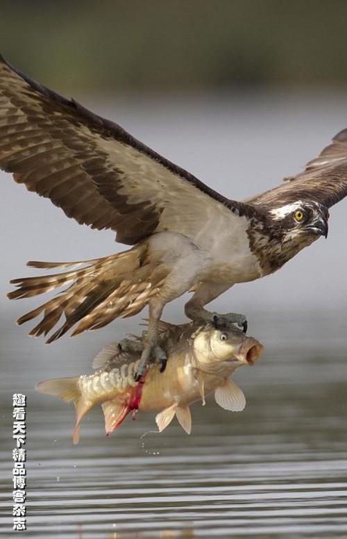 鱼鹰俯冲捕鱼瞬间