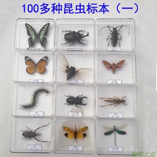 昆虫标本家装观察精品蝴蝶制作材料简约教学科学实验