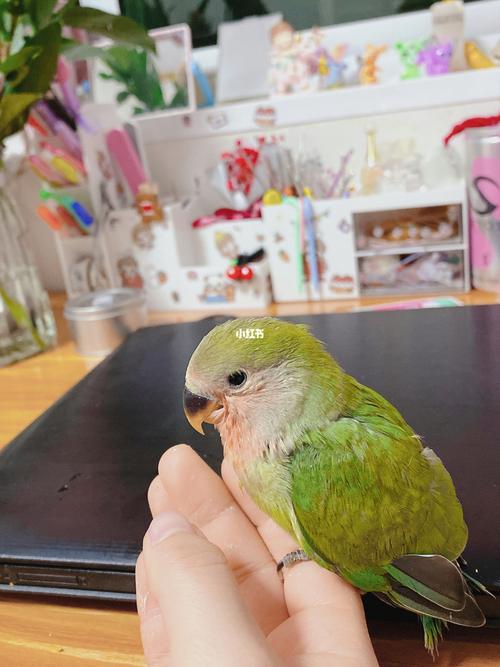 绿桃_鹦鹉_牡丹_手养牡丹鹦鹉_宠物_宠物其他