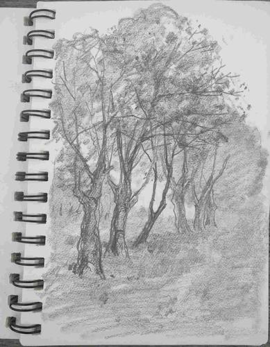 这段时间,特别对铅笔画树感兴趣,所以就在不断的写生.