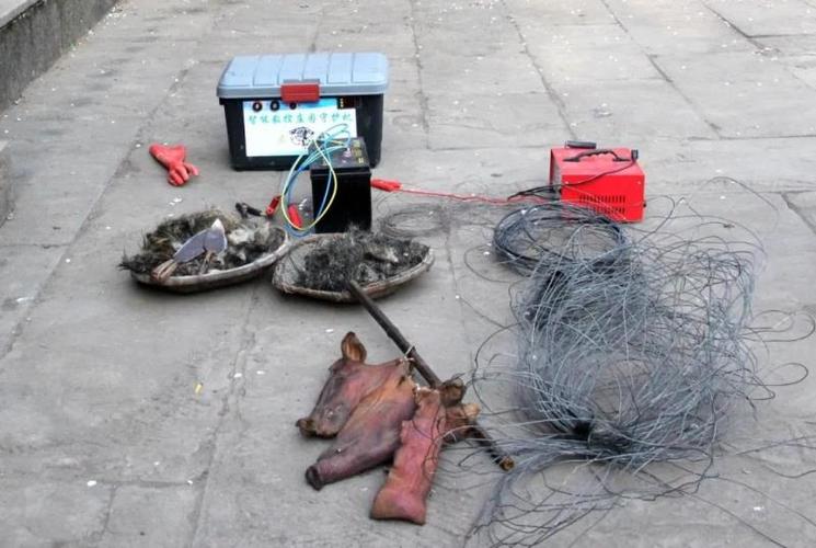 66岁婆婆电死野猪 被判处拘役