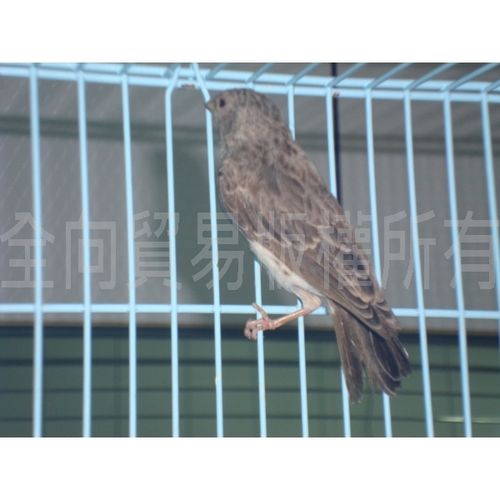 小灰燕_鸣鸟_照片欣赏_omni parrot birds pets 全向