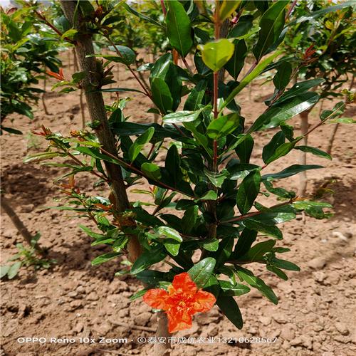 批发石榴苗软籽石榴苗