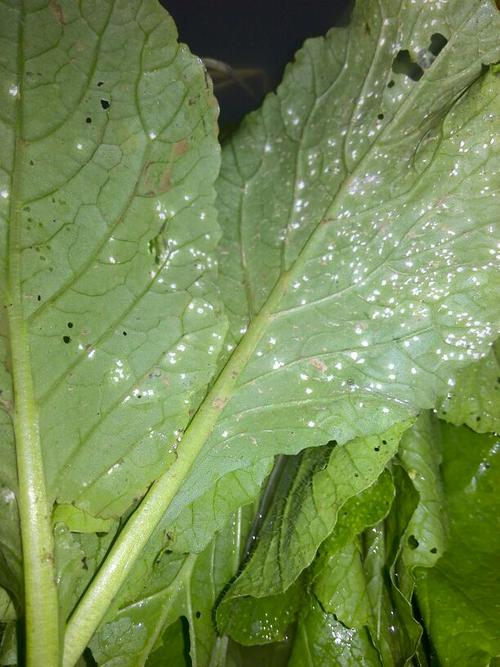 菜心叶子长这个东西是什么东西用什么药请问各位老师?