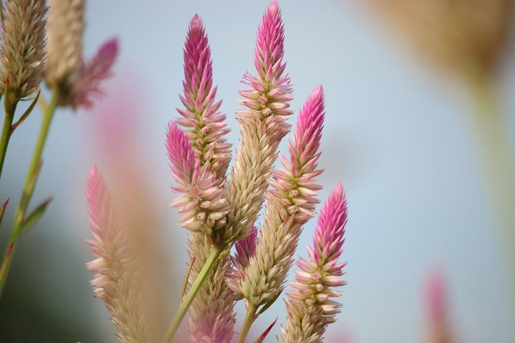 一组狗尾花
