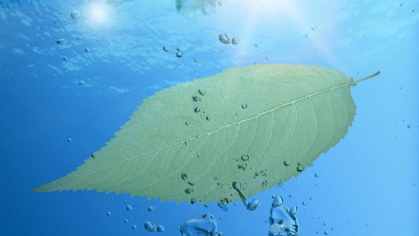 绿色清新护眼绿叶桌面壁纸下载 第一辑