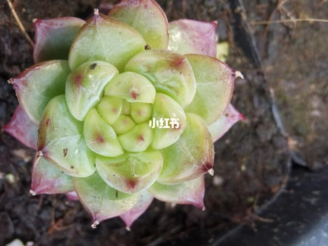 韩国新品法兰绒 糖心_韩国_法兰绒_多肉控_家居家装_家居装饰